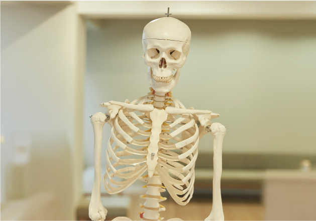 脳にも効く新しい神経回路を開拓